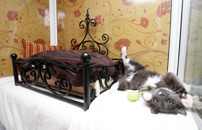 Longcroft Luxury Hotel … for Cats Amusing